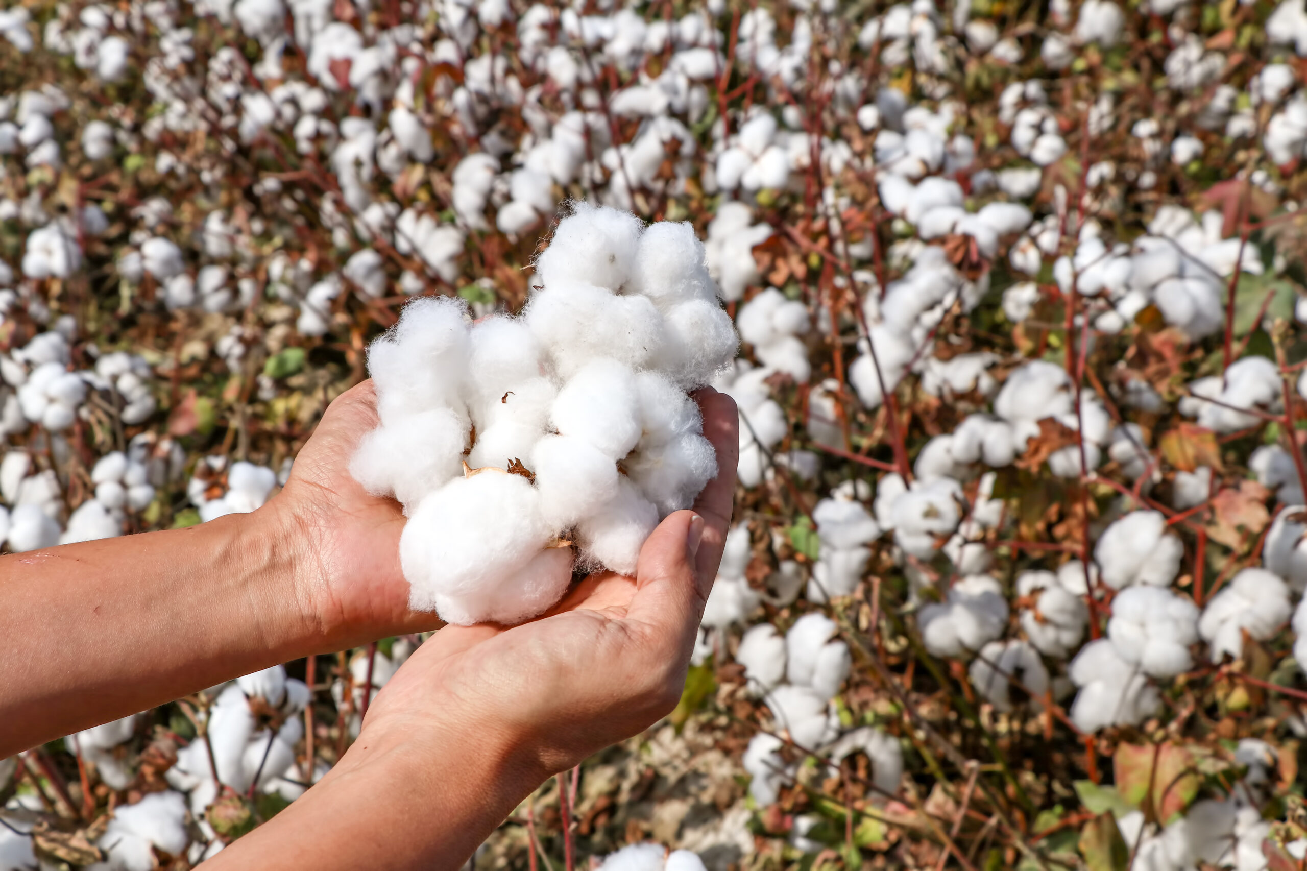 All sustainable materials